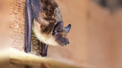 Die hier abgebildete Breitflügelfledermaus hat sich menschliche Ansiedelungen zum Lebenraum erkoren. (Foto: Sebastian Riedl)