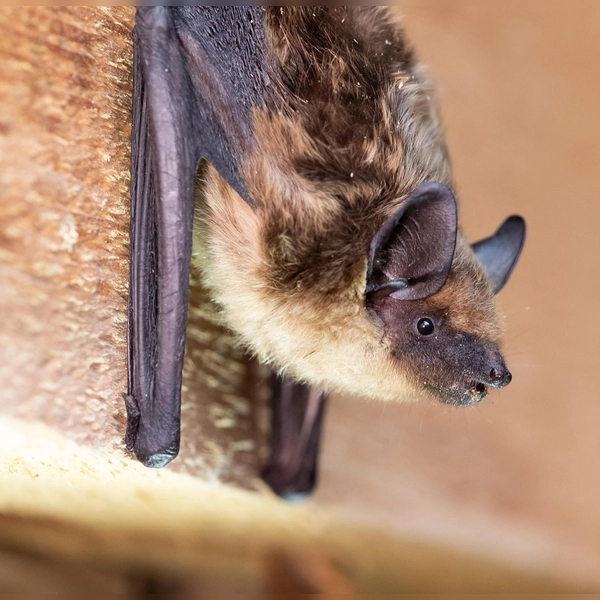 Die hier abgebildete Breitflügelfledermaus hat sich menschliche Ansiedelungen zum Lebenraum erkoren. (Foto: Sebastian Riedl)