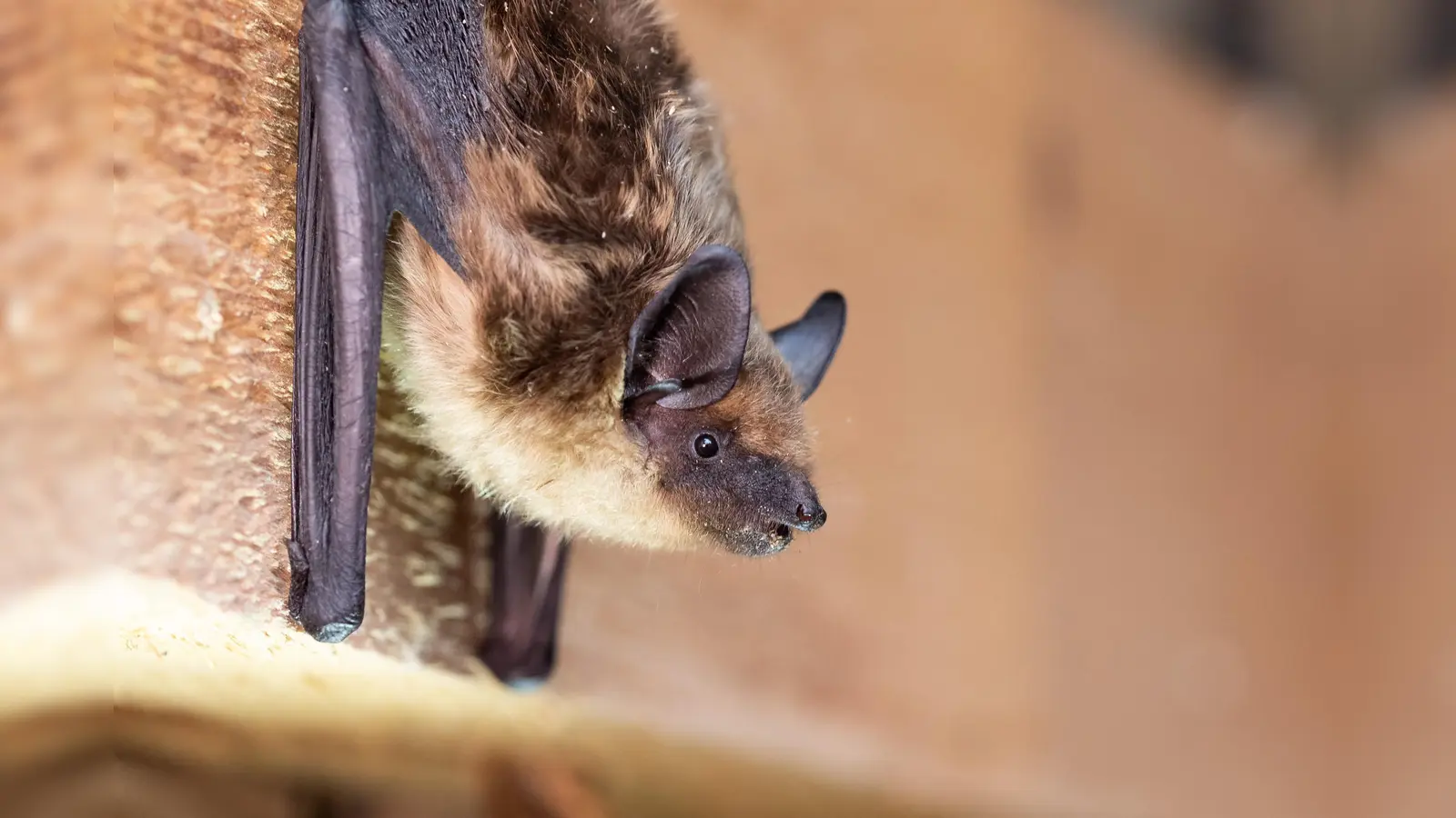 Die hier abgebildete Breitflügelfledermaus hat sich menschliche Ansiedelungen zum Lebenraum erkoren. (Foto: Sebastian Riedl)