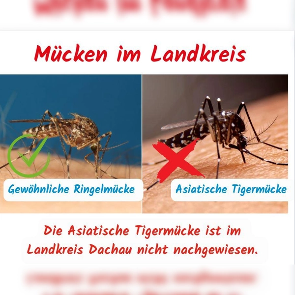 Gewöhnliche Ringelmücke im Vergleich zur asiatischen Tigermücke (Foto: © Landratsamt Dachau, Sina Török via canvaPro)