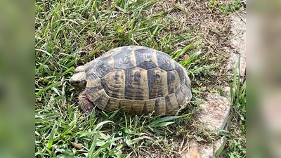 Schildkröten können sich nach erstaunlich langer Zeit noch an Trainingsinhalte erinnern. (Foto: bb)