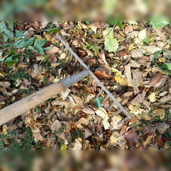 Laub im Garten (Foto: Barbara Mühlbauer-Talbi)