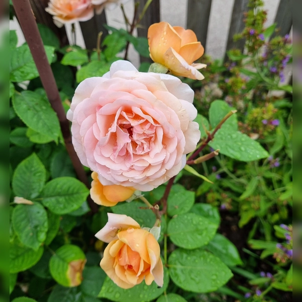 Rosenblüte; Rose; Sommergarten; Garten;  (Foto: chk)