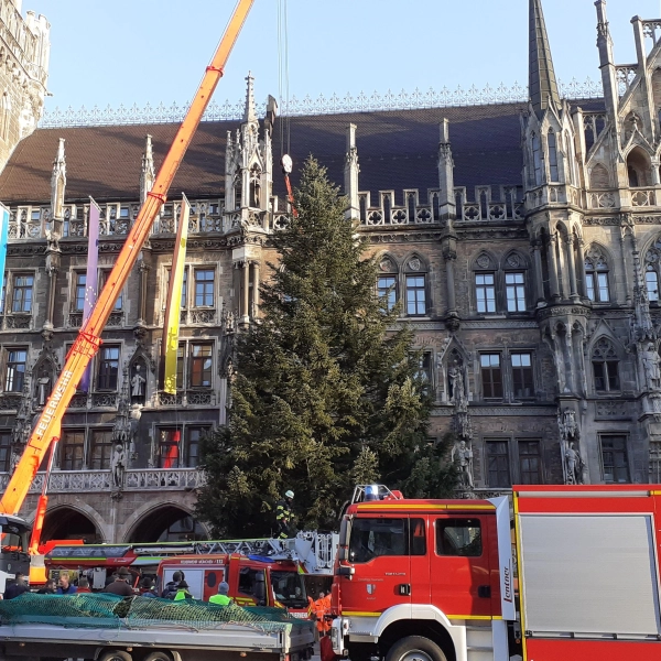 Kurz nach acht Uhr stand die Tanne auf dem Marienplatz. Die Berufsfeuerwehr hatte sie in zweistündiger Arbeit zusammen mit ihren Kollegen aus Antdorf aufgestellt.  (Foto: mha)