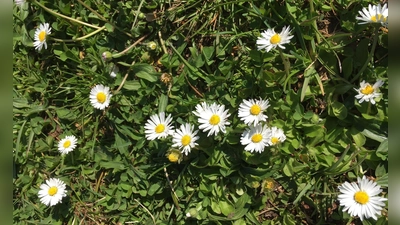 Zecken halten sich gerne bodennah im feuchten Gras auf. Beim Vorbeigehen streift man sie ab und schon hat man sie am Körper.  (Foto: lsc)