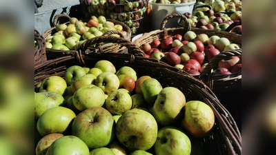  Die Streuobstsammlungen der Solidargemeinschaft DACHAUER LAND finden am 31. August und 21. September sowie am 5. und 19. Oktober statt. (Foto: UNSER LAND)