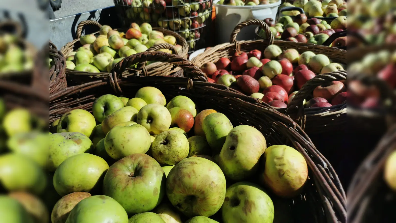  Die Streuobstsammlungen der Solidargemeinschaft DACHAUER LAND finden am 31. August und 21. September sowie am 5. und 19. Oktober statt. (Foto: UNSER LAND)