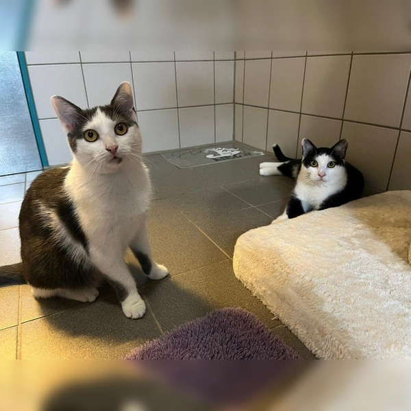 Auch Gina und Gordy warten auf ein neues Zuhause.  (Foto: TH Dachau)