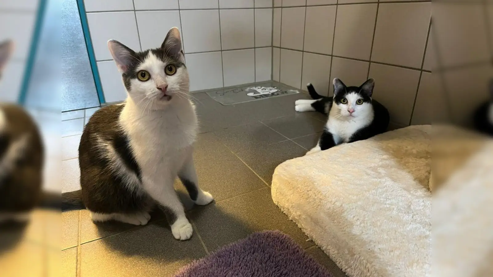 Auch Gina und Gordy warten auf ein neues Zuhause.  (Foto: TH Dachau)