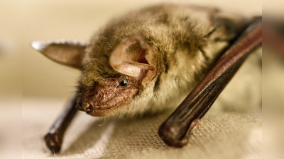 Das „Mausohr” ist eine Fledermaus. (Foto: Dr. Anna Vogeler)