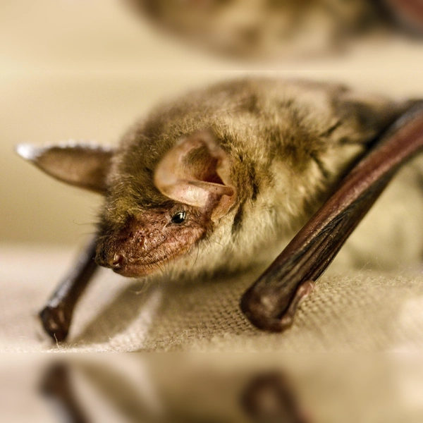 Das „Mausohr” ist eine Fledermaus. (Foto: Dr. Anna Vogeler)