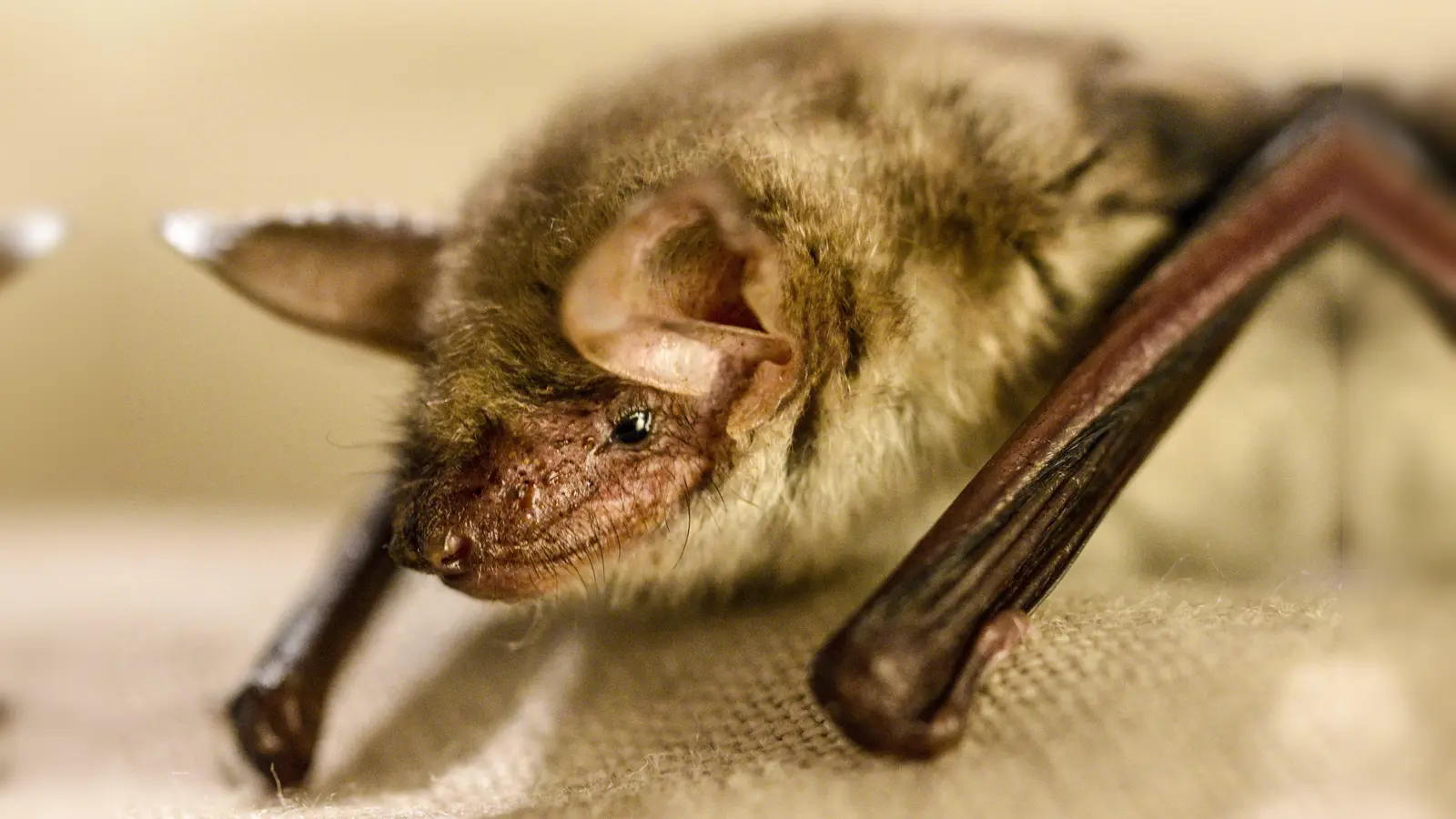 Das „Mausohr” ist eine Fledermaus. (Foto: Dr. Anna Vogeler)