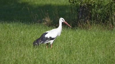 Der Weißstorch gilt als Glücksbringer, Frühlingsbote und Überbringer des Nachwuchses. (Foto: LBV Dachau)